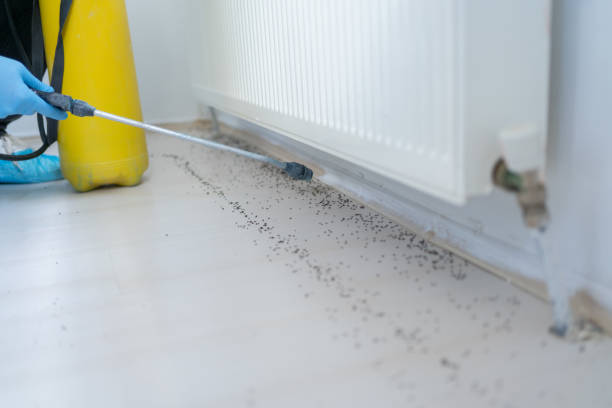 Flea Control Services in Gillette, WY
